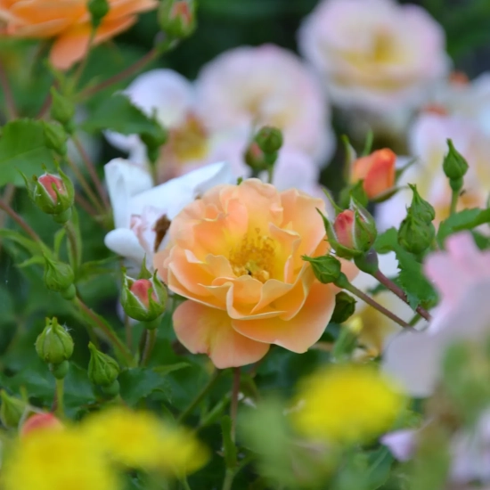 Rosier 'Calizia orange saumone '