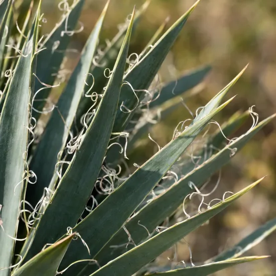 Yucca banane 'Ssp baccata' (Yucca baccata) — longues feuilles rigides avec filaments recourbés · Photo d'illustration
