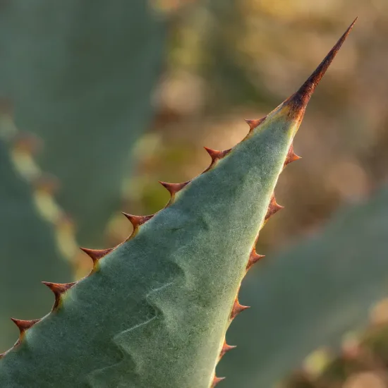 Agave des montagnes 'Hybride' (Agave montana) — gros plan de feuille épineuse terminée en pointe · Photo d'illustration
