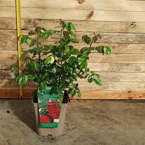 Rosier 'Elie semoun'