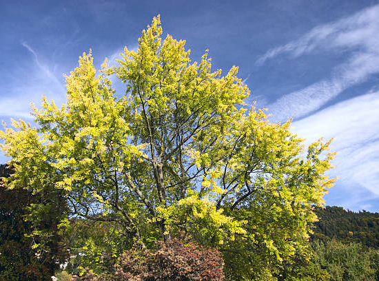 Févier d'amérique 'Skyline'
