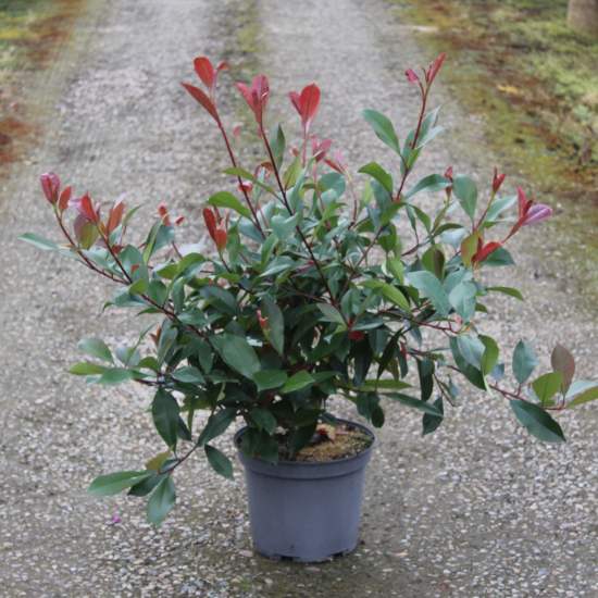 Photinia 'Red robin'