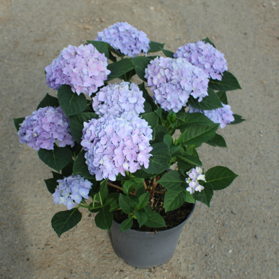 Hortensia 'Renate steiniger bleu'