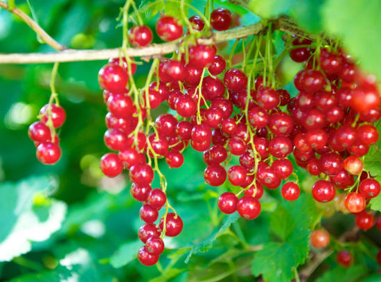 Groseillier à grappes 'Delbard giganta rouge'