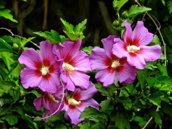 Althéa 'Walberton's ® rose moon walhirosmo'