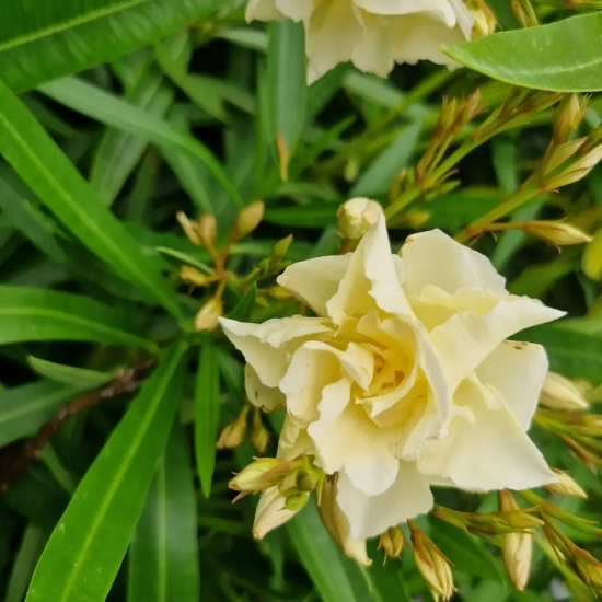 Laurier rose 'luteum Plenum'