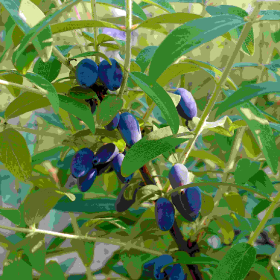 Chèvrefeuille bleu 'Fruity berry'