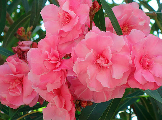 Laurier-rose 'Aramis rose double'