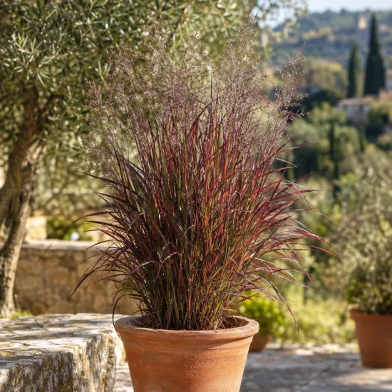 Panicum 'Purple breeze' (Panicum virgatum) — Photo d'illustration, photo 3