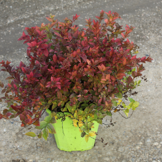 Spirée du japon 'Magic carpet'