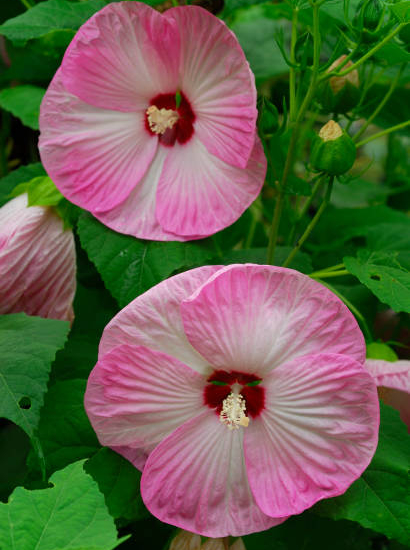 Hibiscus des marais 'Pink candy'