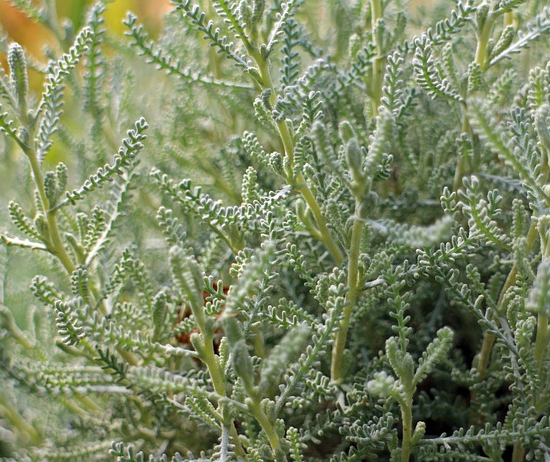 Santolina chamaecyparissus