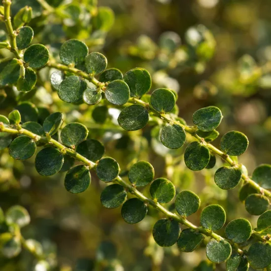 Mimosa d'hiver (Acacia acinacea) — rameaux couverts de petites feuilles rondes vertes · Photo d'illustration