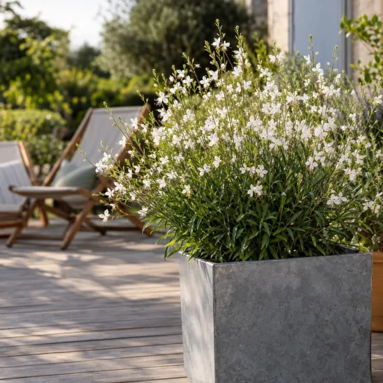 Gaura 'White' (Gaura steffi) — plante florifère en bac sur terrasse en bois · Photo d'illustration