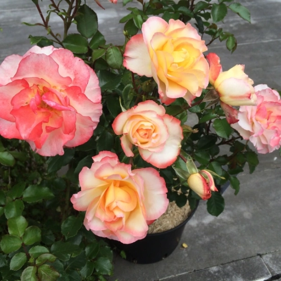 Rosier 'Rose de lourdes'