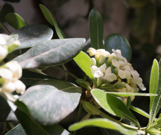 Pittosporum 'Mont ventoux'