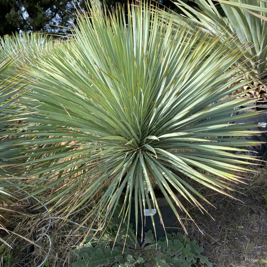 Yucca Rostrata