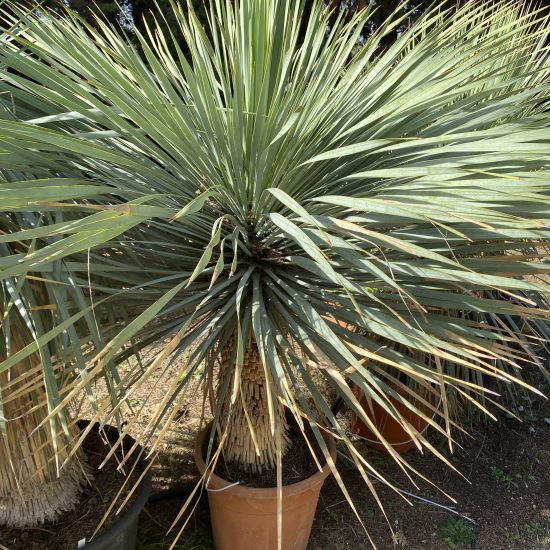 Yucca Rostrata
