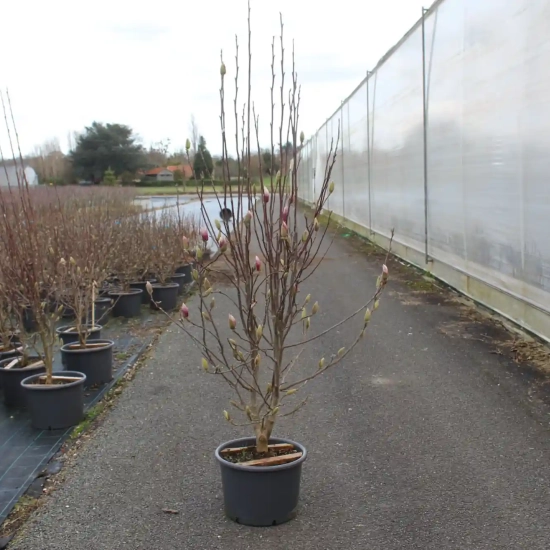 Magnolia de soulange