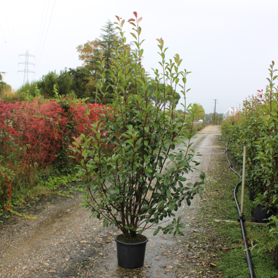Photinia 'Red robin'