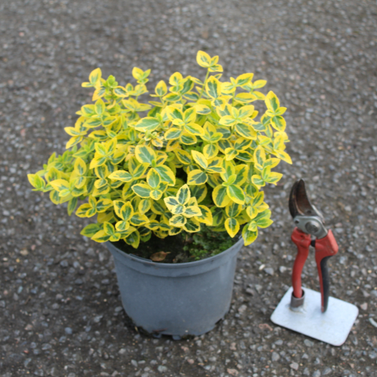 Fusain de fortune 'Emerald n gold'