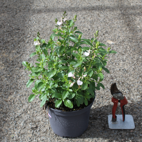 Sauge gregii 'Mirage cream'