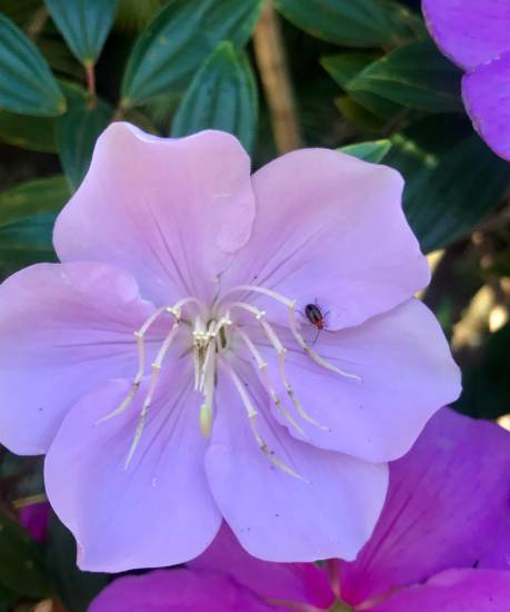 Tibouchine 'Blue moon'