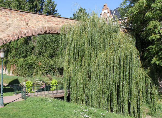 Saule pleureur 'Tristis'
