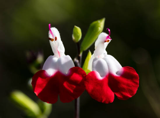Sauge 'Cherry lips'
