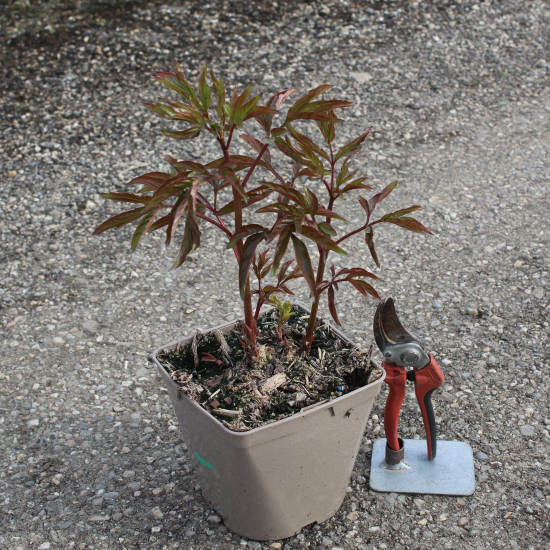 PAEONIA lactiflora Marie lemoine blanche