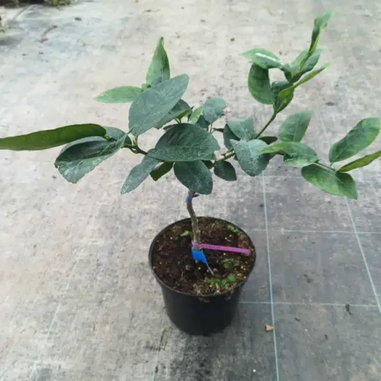 Citron vert (Citrus latifolia) — jeune arbre en pot sur sol de serre · Pot 5L Tige