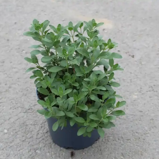 Sauge de graham 'Violette de loire'