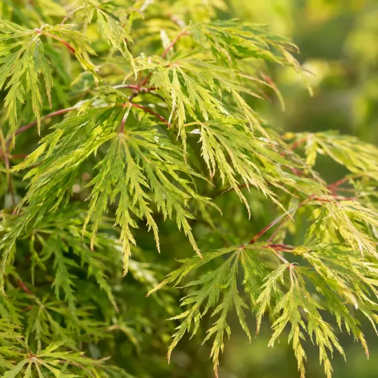 Érable du japon 'Green lace' (Acer palmatum) — feuillage finement découpé vert aux nervures rouges
