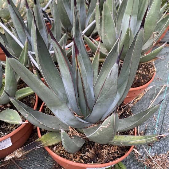 Agave à peau de requin