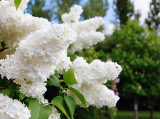 Lilas commun 'Mme lemoine blanc'
