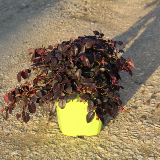 Loropétale de chine 'Plum georgeous'