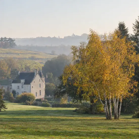 Bouleau verruqueux (Betula alba) — grand arbre au feuillage jaune dans paysage campagnard