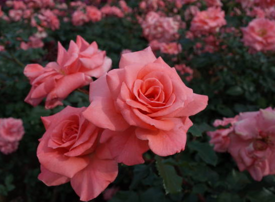 Rosier 'Catherine deneuve '