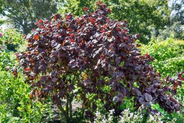 Noisetier tortueux pourpre 'Red majestic'
