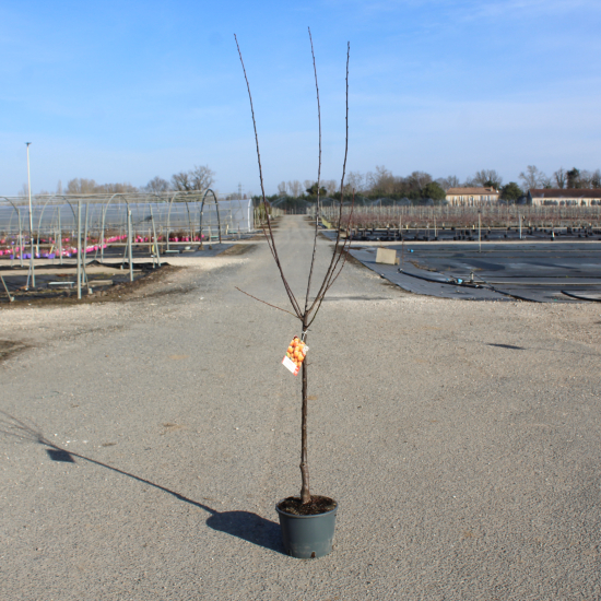 Prunier Mirabelle de Nancy