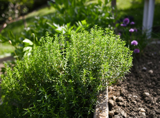 Thym citron