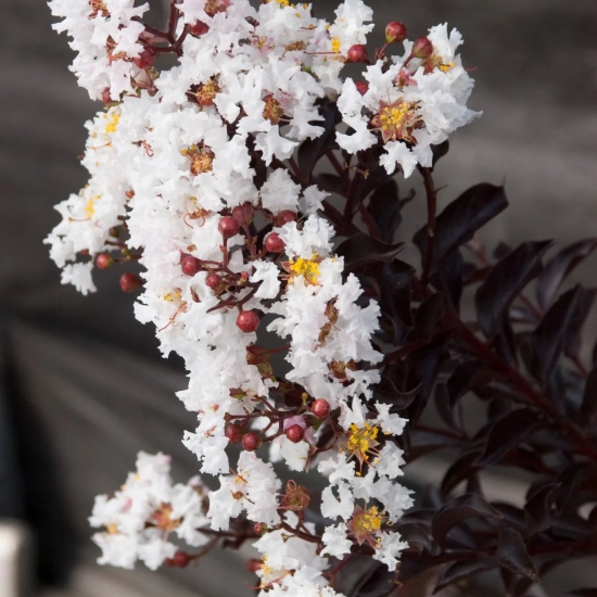 Lilas des indes 'Moonlight magic'