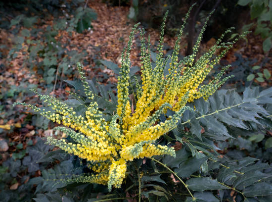 Mahonia 'Winter sun'