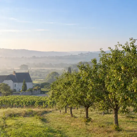 Poirier 'Coscia' (Pyrus communis) — verger d’arbres fruitiers devant une maison