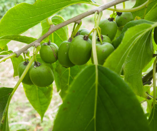 Kiwi 'Kiwai femelle'