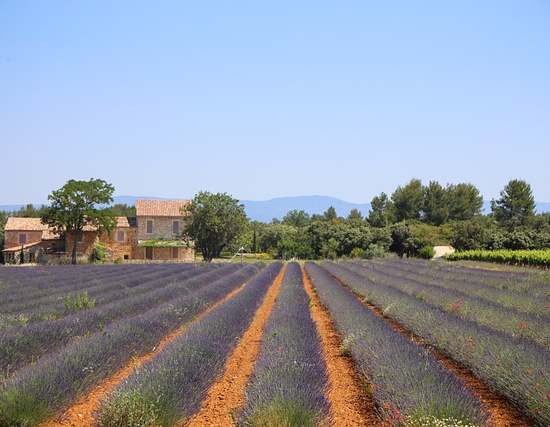Lavande officinale