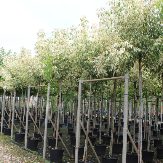 Érable à feuilles de frêne panaché 'Flamingo'