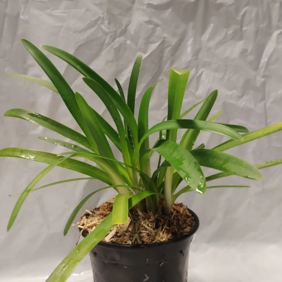 Agapanthe Africaine 'Bleu'