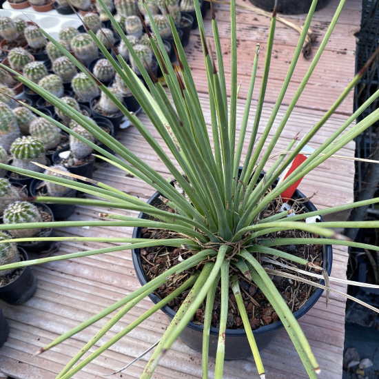 Agave à feuilles striées 'Rubra'