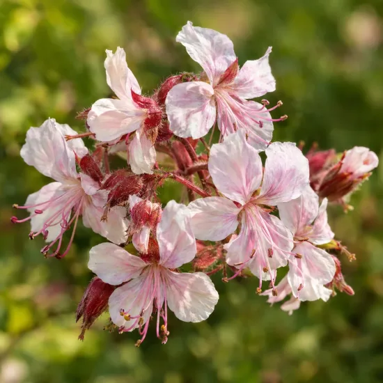 Pélargonium 'Spessart' (Geranium) — grappe de petites fleurs rosées en gros plan